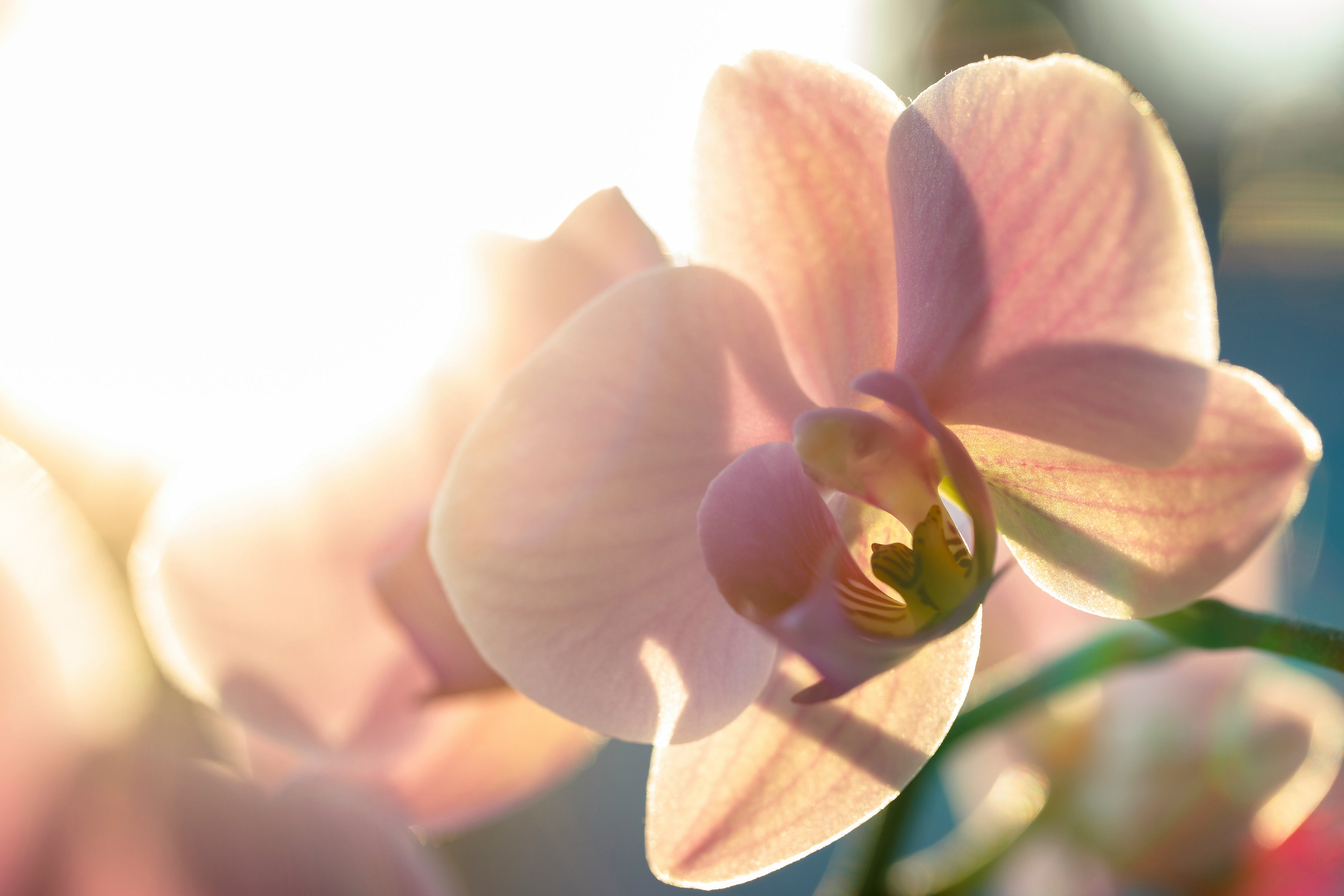 Pink orchid with sunlight shining through petals