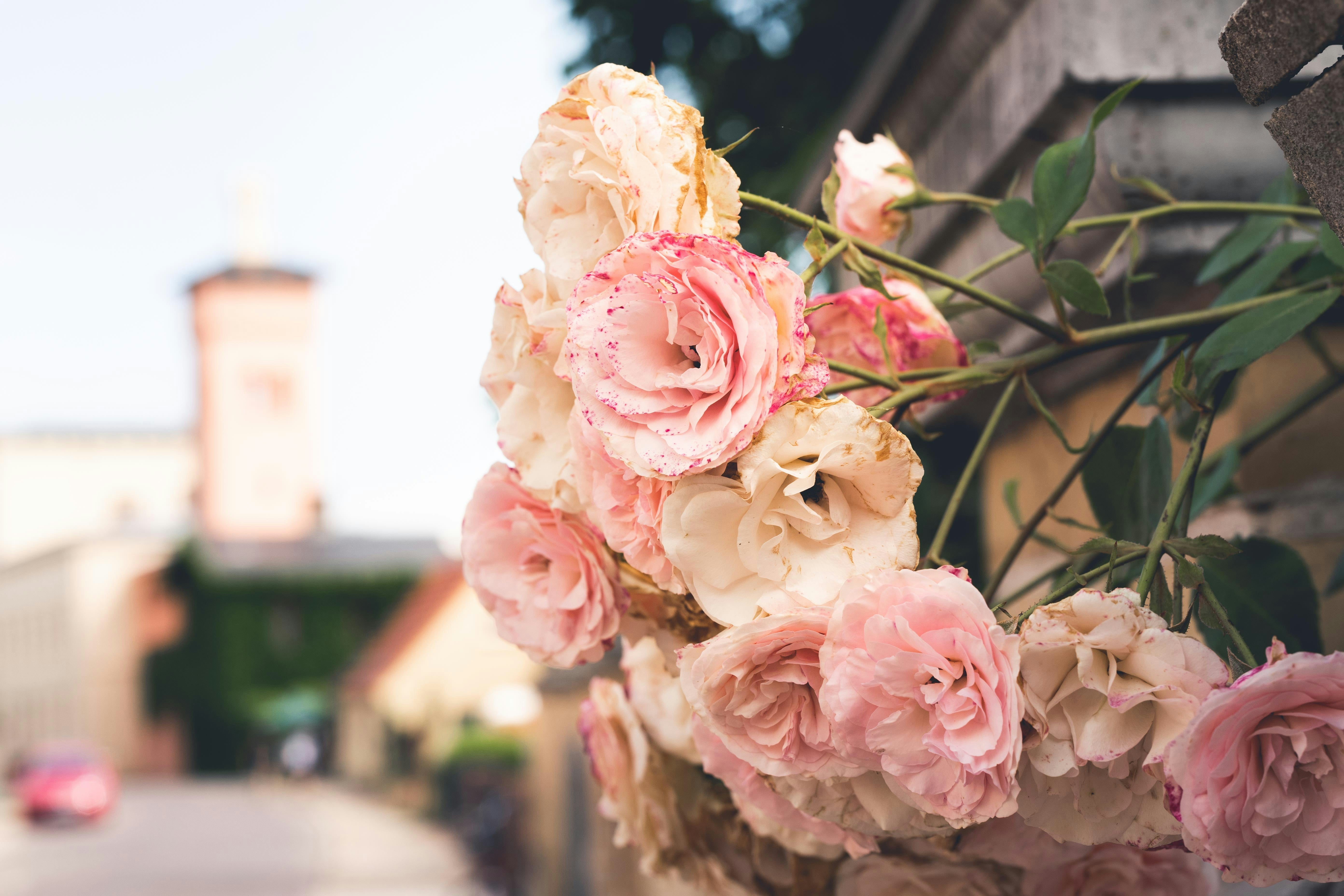 Flower bouquet with blurred city background