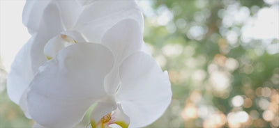 White orchid moving in breeze